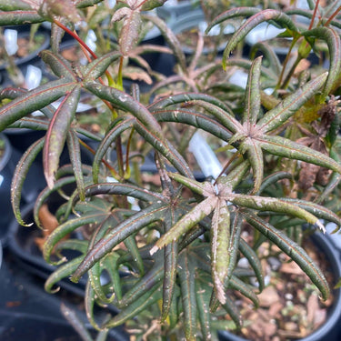 Acer palmatum 'Peve Starfish' - mapleridgenursery